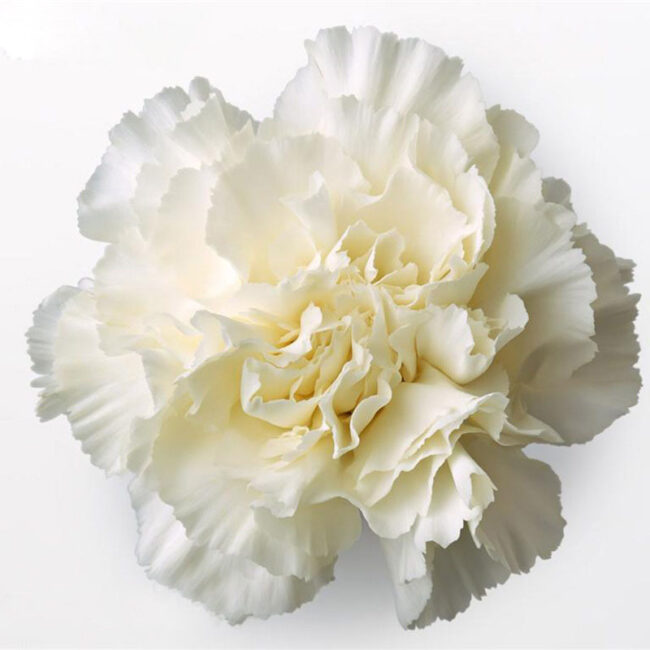 clavelblanco clavelblanco
